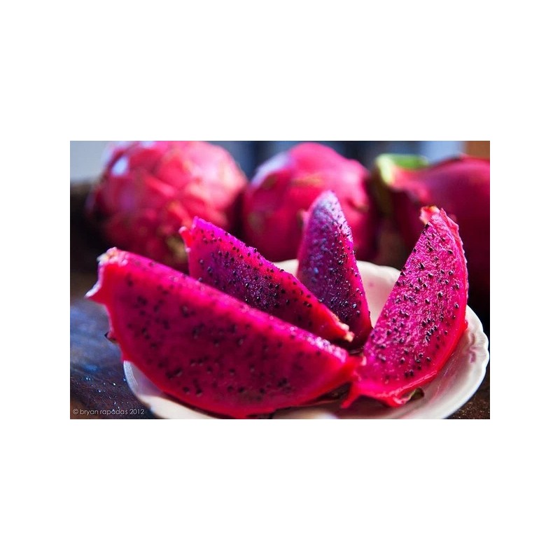 Home-Growth Sweet Red Dragon fruit/ Pitahaya - 60 Seeds 2025