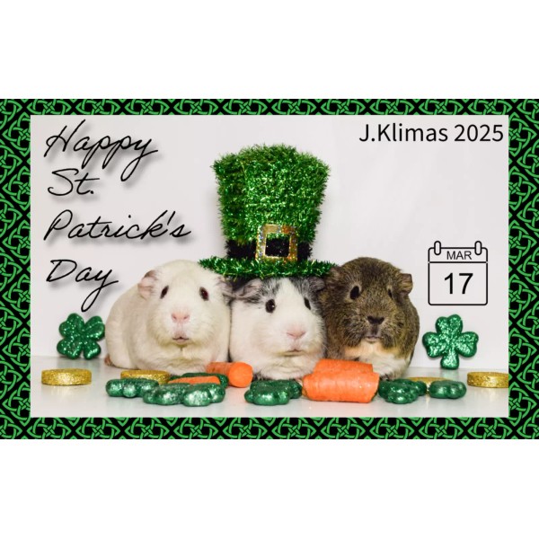 HAPPY ST. PATRICK'S DAY - Unique Handmade Guinea Pig Leprechaun