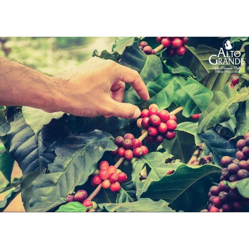 Alto Grande Coffee Super Premium Ground Coffee From Puerto Rico,