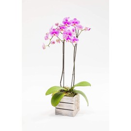 Wood Planter Box with Wine Crate Styled l 6 Inch Square l Whitewash or Rustic with Plastic Liner l Garden Centerpiece Display l Wedding Flowers Holder (Whitewash)