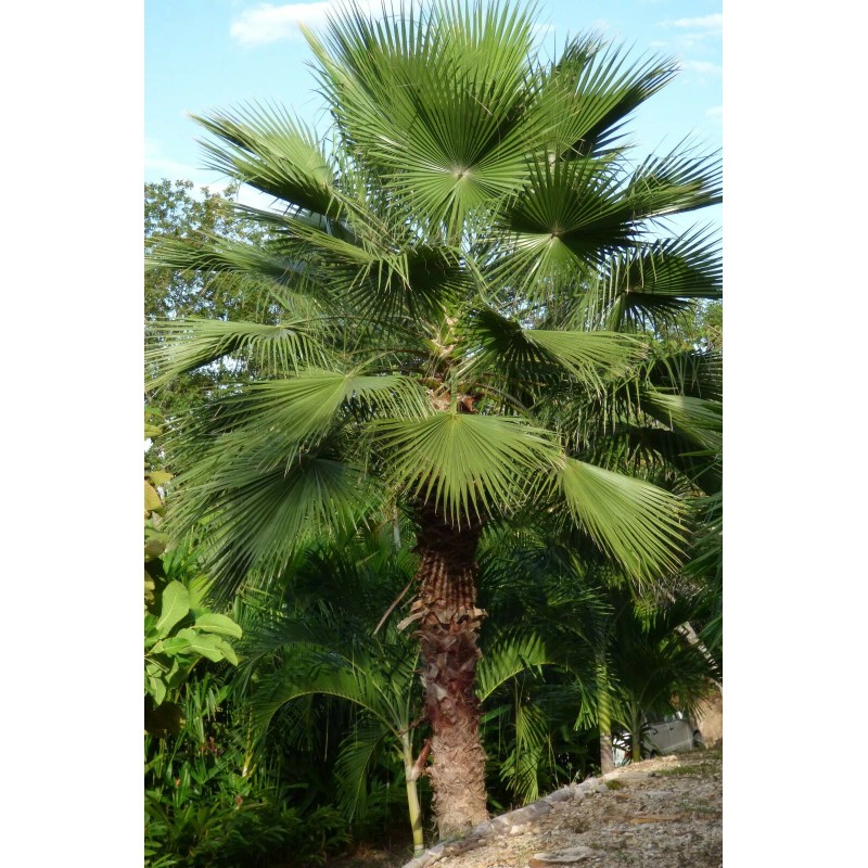 Fresh 50+ MEXICAN FAN PALM TREE SEEDS, WASHINGTON ROBUSTA (012)