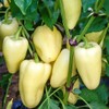 22Day Seeds: Seeds Sweet Bell Pepper White Belozerka/Non GMO/Heirloom