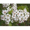 Bradford Pear, Pyrus calleryana, (Callery Pear) 30 Tree Seeds (Fast,