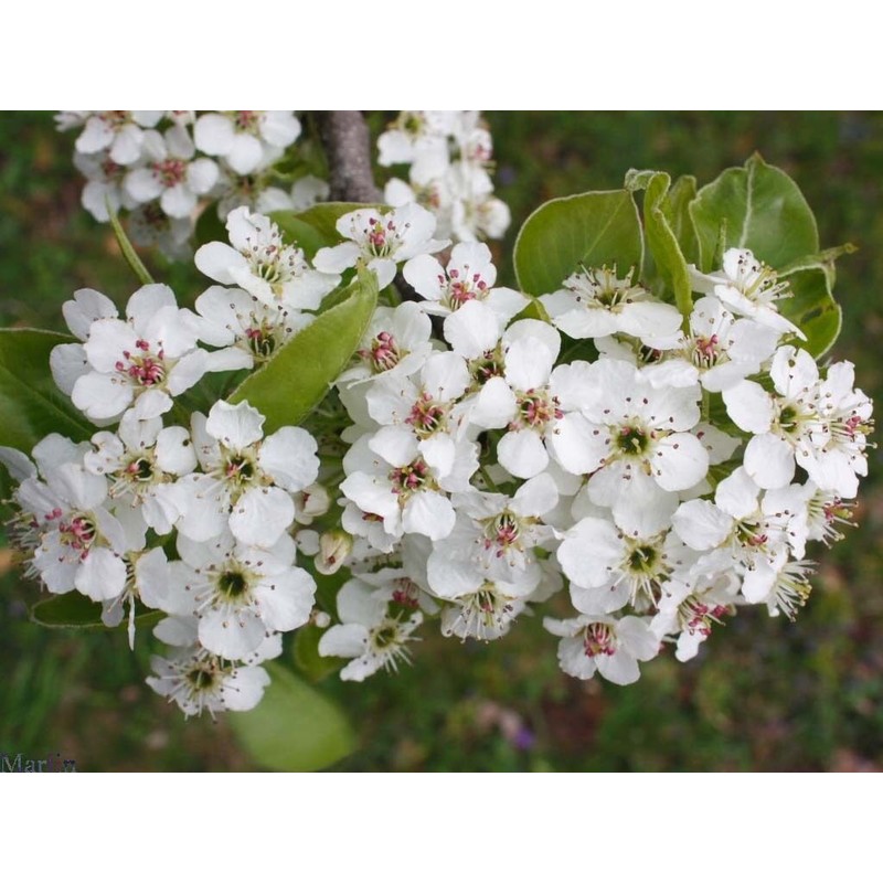 Bradford Pear, Pyrus calleryana, (Callery Pear) 30 Tree Seeds (Fast,