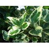 Ligustrum Japonicum Jack Frost Privet - 3 Live Plants -