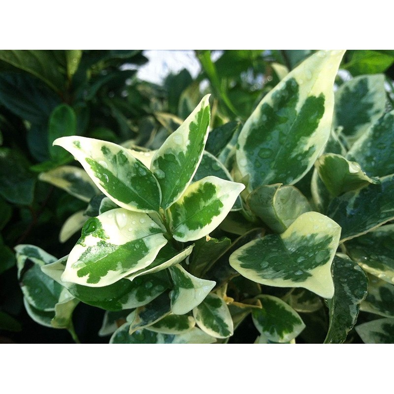 Ligustrum Japonicum Jack Frost Privet - 3 Live Plants -