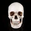 Human Skull Resin Skull Model White Resin 1 Piece White