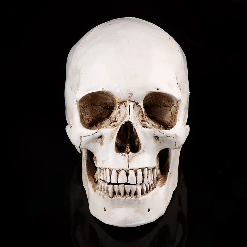Human Skull Resin Skull Model White Resin 1 Piece White