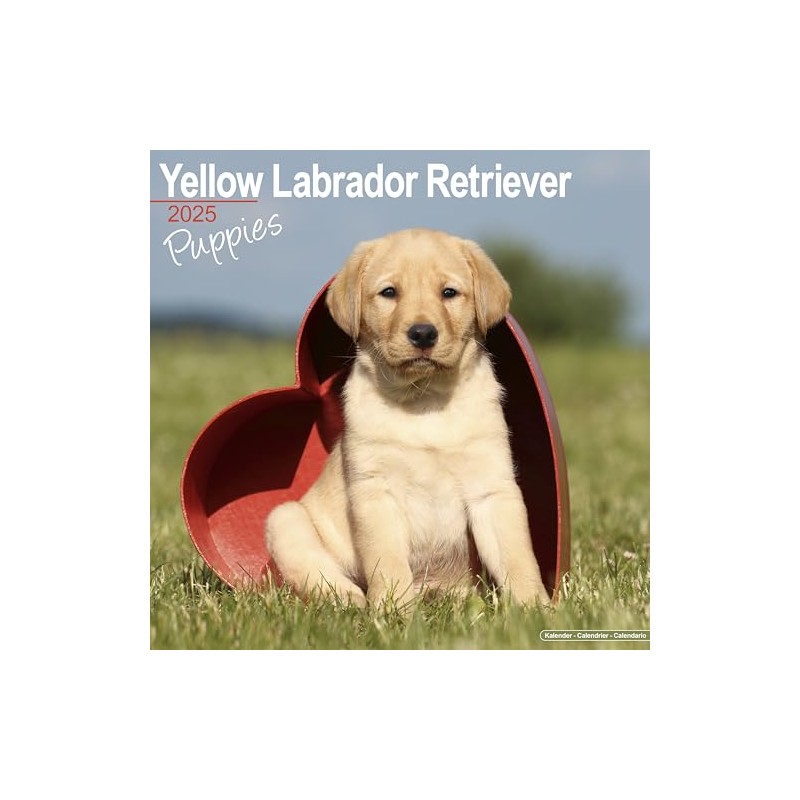 Yellow Labrador Retriever Puppies Calendar 2025 | Square Dog Breed