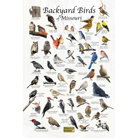 Where's Wildlife Backyard Birds of Missouri - Laminated Bird Identification Poster Chart (24" x 36")