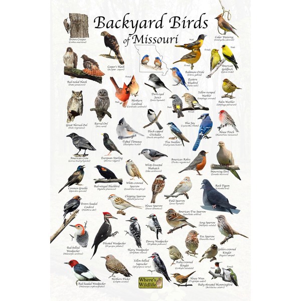 Where's Wildlife Backyard Birds of Missouri - Laminated Bird Identification
