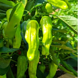 TomorrowSeeds - Shishito Pepper Seeds - 100+ Count - for 2025 Planting 50 SHU Mild Green Japanese Sweet Chili Peppers Lion Shishitou Togarashi Heirloom Vegetable Grow Your Own Home Farm Patio Healthy
