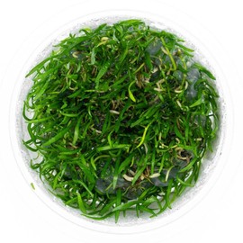 SubstrateSource Micro Sword Lilaeopsis Brasilensis Tissue Culture Aquatic Live Aquarium Plant - 100% Snail Free in Vitro Cup (Micro Sword)