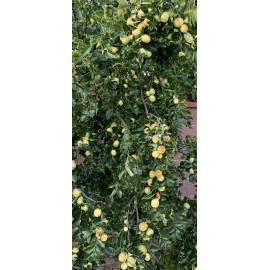 Jujube 4pcs Jujube Tree Cuttings