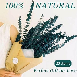 20pcs Dried Eucalyptus Stems 17" Natural Fresh Eucalyptus Plant for Shower Hanging, Wedding Decor Home Decor Farmhouse Decor DIY Spring Decor,Green