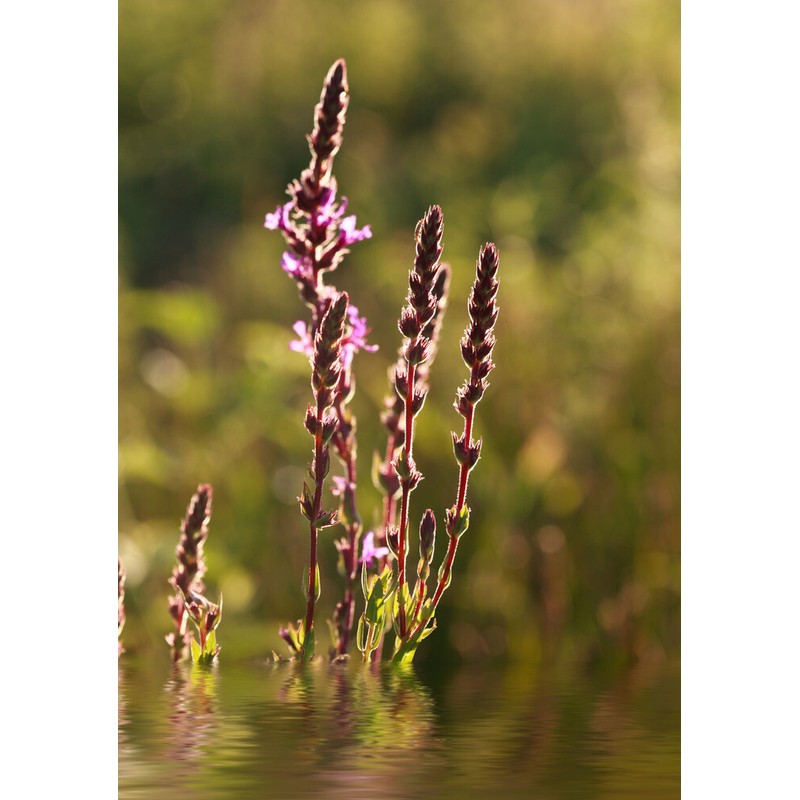 Pure Herbs: Blue Vervain - 4 oz.