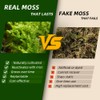Live Moss – Eurohypnum Moss (3 Sheets, Each Approx. 3.5"x7")