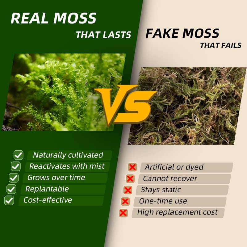 Live Moss – Eurohypnum Moss (3 Sheets, Each Approx. 3.5"x7")