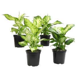 4" Dieffenbachia Live Plant 4PK, Dumb Cane Plant Live Plants Indoor Plants Live Houseplants Live Indoor Plants Live, Plant Decor, Real Plants Indoor House Plants, Plant Room Decor by Plants for Pets