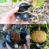 20 Pack Plant Root Growing Box with 80 Pcs Secure