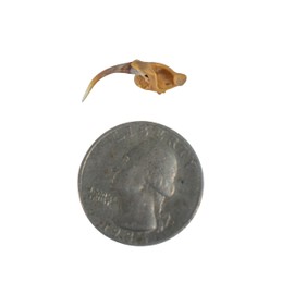 One (1) Real Rattlesnake Fang #2 (Not Perfect)