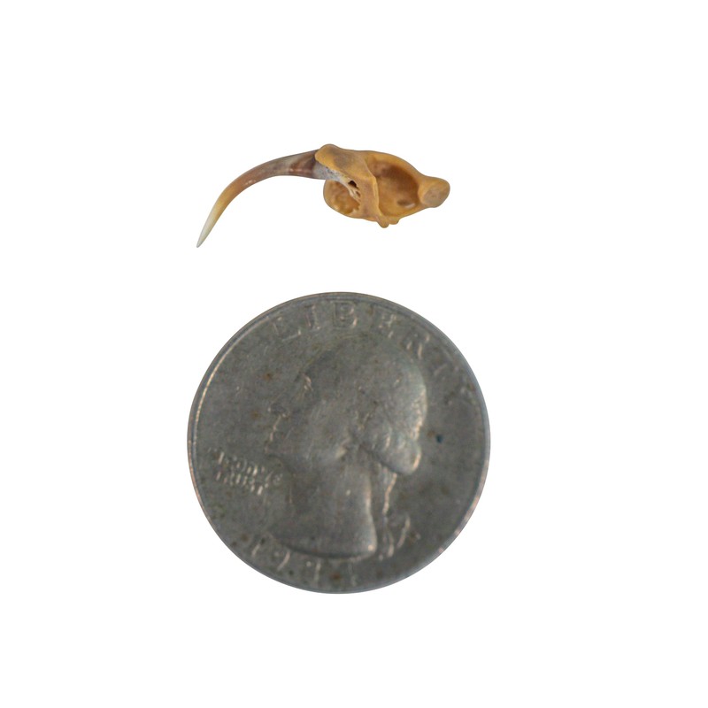 One (1) Real Rattlesnake Fang #2 (Not Perfect)