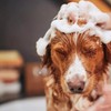 Aesop Pet Shampoo | Gentle Dog Shampoo and Coat Wash