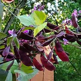 CHUXAY GARDEN Ornamental Purple Hyacinth Bean Seed 10 Seeds Edible Lablab Purpureus Plant Ornamental Flowering Plant High Yield Flourishing