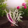 Peony flower double flower root seedlings 5 ​​peony roots / 작약꽃 겹꽃 뿌리묘 작약 뿌리 5개