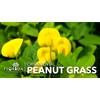 Ornamental Peanut Grass | 40 Live Plants | Arachis glabrata