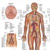 Anatomy Lab Human Circulatory System Poster, LAMINATED, Anatomy and Physiology