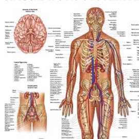 Anatomy Lab Human Circulatory System Poster, LAMINATED, Anatomy and Physiology Body System Poster, 17.3 x 22.5 Inches, Circulatory System Anatomy Poster, Body System Anatomy