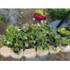 New Life Nursery & Garden Snow N Summer™ Asian Jasmine