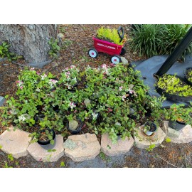 New Life Nursery & Garden Snow N Summer™  Asian Jasmine Vine - Live Plant - ( 3 Rooted Cutting )