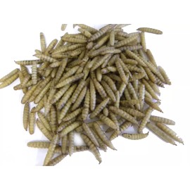 Naturespeck Dried Black Soldier Fly Larvae 11-15-22-44 Lbs. Natures Wild Bird food ®USA - 44lbs.