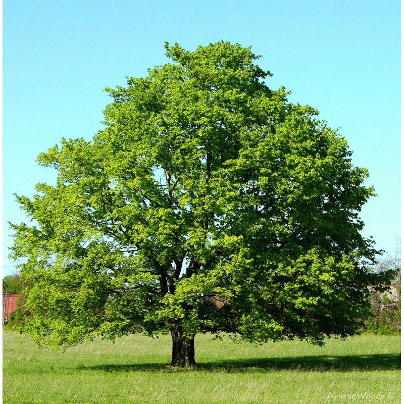 American Red Maple Shade Tree - Live Plant Shipped 3