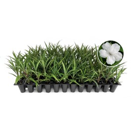 Katie's Dwarf Mexican Petunia White | 20 Live Plants | Ruellia brittoniana | Compact Flowering Perennial | Low Growing Pollinator Favorite for Walkways Borders Containers Landscaping