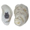U.S. Shell Oyster Shells, 3.75"-5"