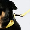 Fleuff Waterproof Dog Leash (Mellow Yellow)