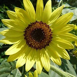 Lemon Queen Sunflower - 4 g ~95 Seeds - Non-GMO, Heirloom, Open Pollinated Flower Gardening Seeds