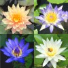 4 Pack Live Water Lily Tubers Plants Colorful Pond Freshwater