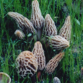 Garden Morel Mushroom Grow Kit - MOREL HABITAT KIT ® - Grow Morchella Mushrooms