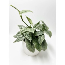 Live Scindapsus Silver Lady Plant In 4” Pot | Satin Pothos Indoor Houseplant