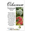 Viburnum Lantana (Twistwood, Wayfaring Tree) Tree Seed, Small Flat-Topped Creamy-White