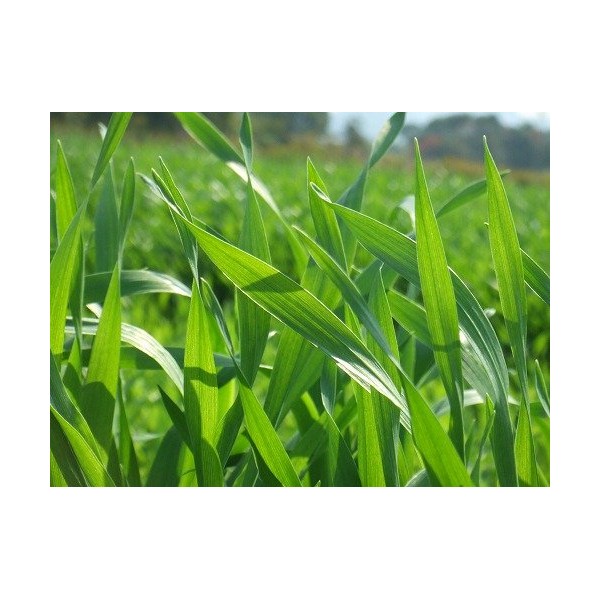 Barley Green Barley Green 7.1 oz (200 g)