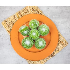 Altman Plants, Succulents Plants Live, 2" Sempervivum Cobweb Buttons 6-Pack, Outdoor Garden Decor, Succulent Plant Kit, Live Succulents Plants, Terrarium Live Plants Indoor Plants Live Houseplants