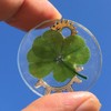 Real Four Leaf Clover Good Luck Pocket Token, Preserved, 1.25”
