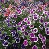 Outsidepride Petunia Multiflora Picotee - 500 Seeds