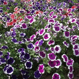 Outsidepride Petunia Multiflora Picotee - 500 Seeds