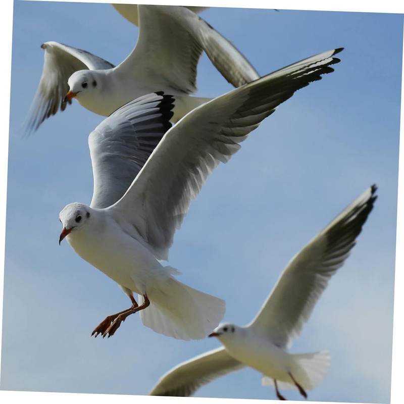 Hohopeti Pigeons Leg Rings 100 Pack Plastic Clip Rings for
